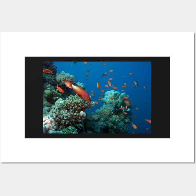 marine and aquatic life Wall Art by likbatonboot